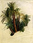Study Of Palm Trees